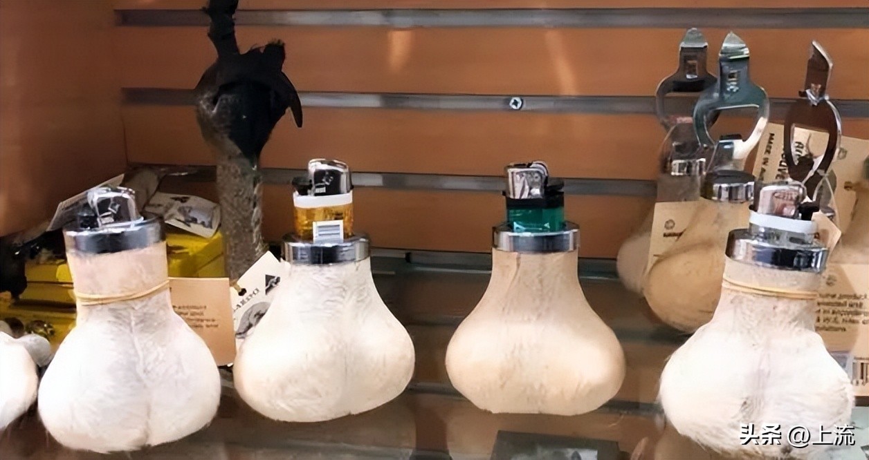 澳洲公袋鼠,袋鼠蛋蛋纪念品