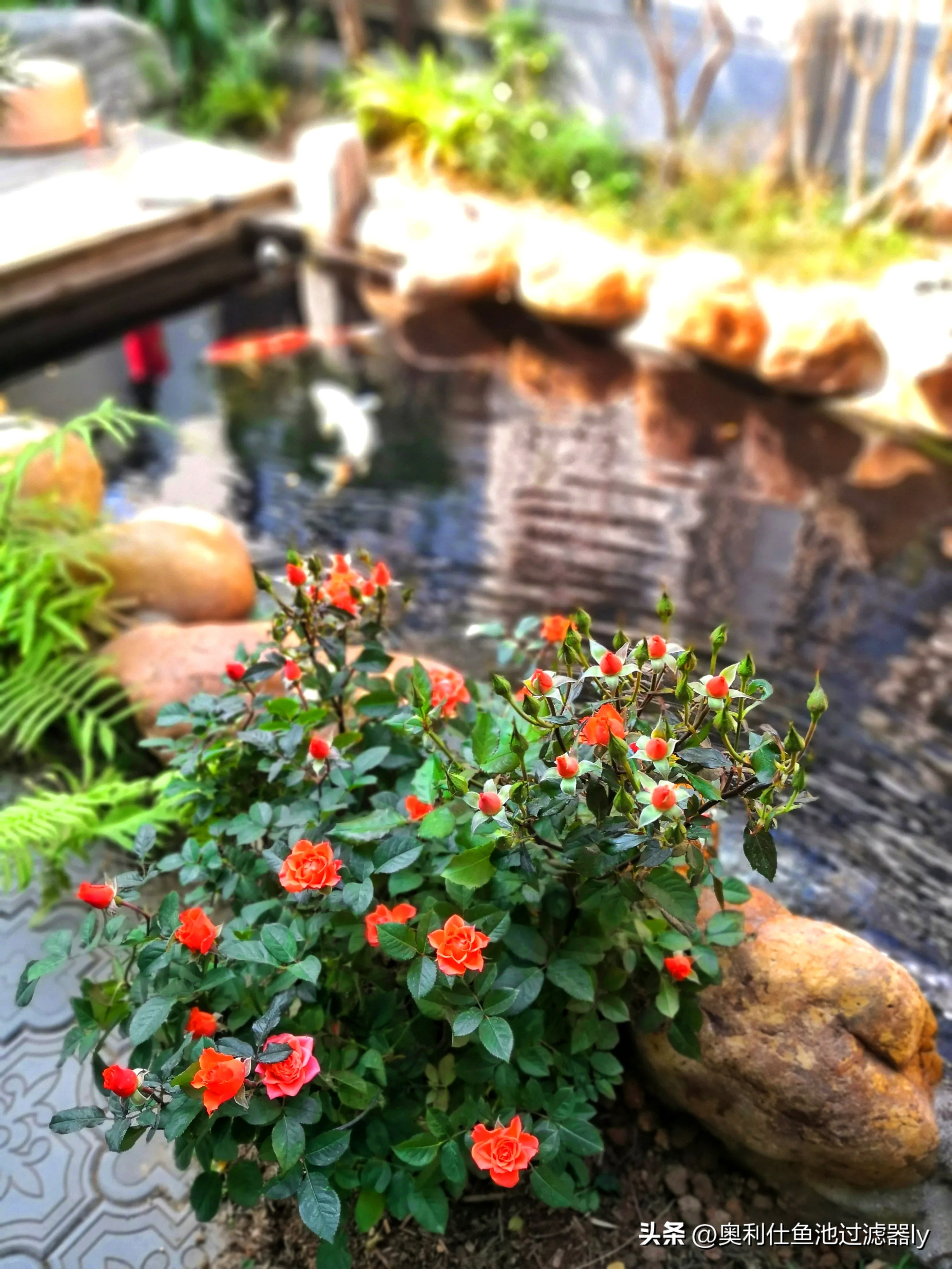 一百平方锦鲤鱼池水净化过滤系统,全自动过滤系统锦鲤鱼池施工方案