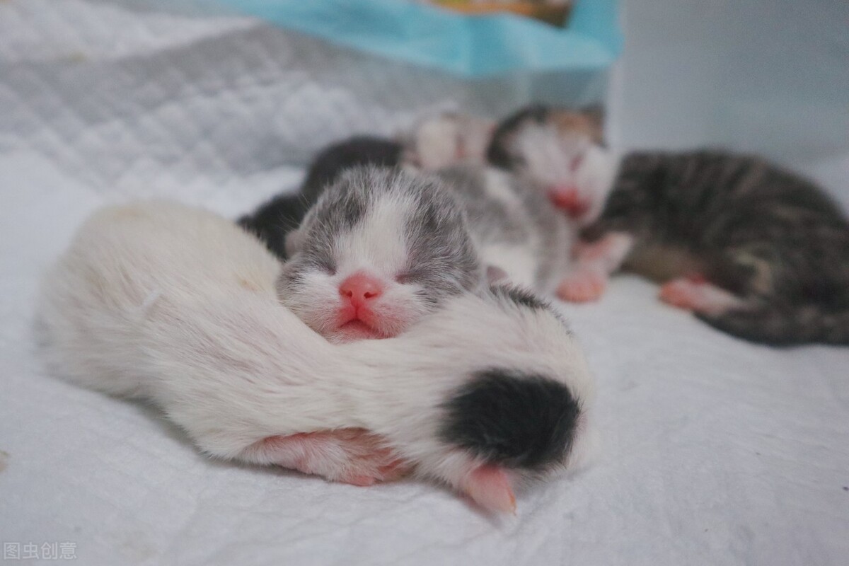 家猫怀孕的要怎么照顾,家有孕猫和其它猫咪怎么相处