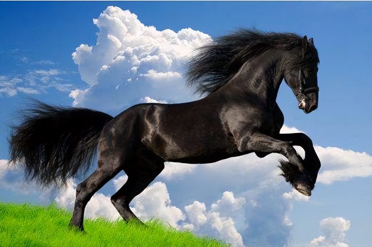 生肖马的每个季节的性格分析,生肖龙和生肖马的性格合适吗