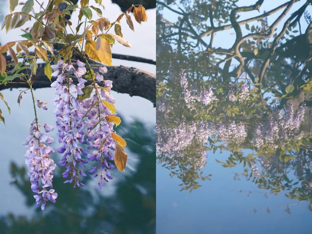 听我的，四月的杭州才是浪漫天花板。