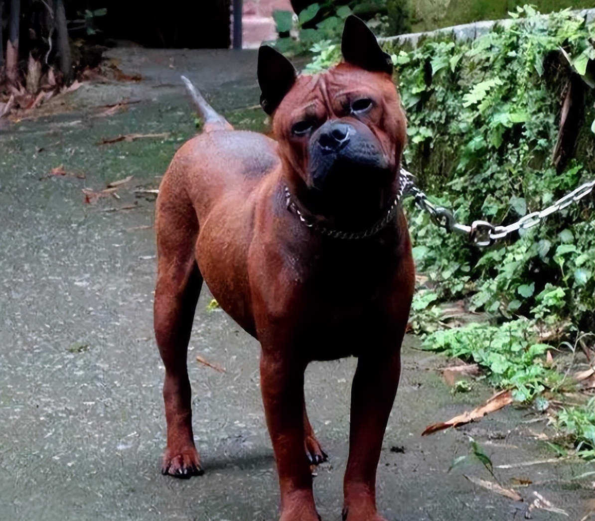 为什么好多人养了狗又不养了,为什么越来越多的人养橘猫