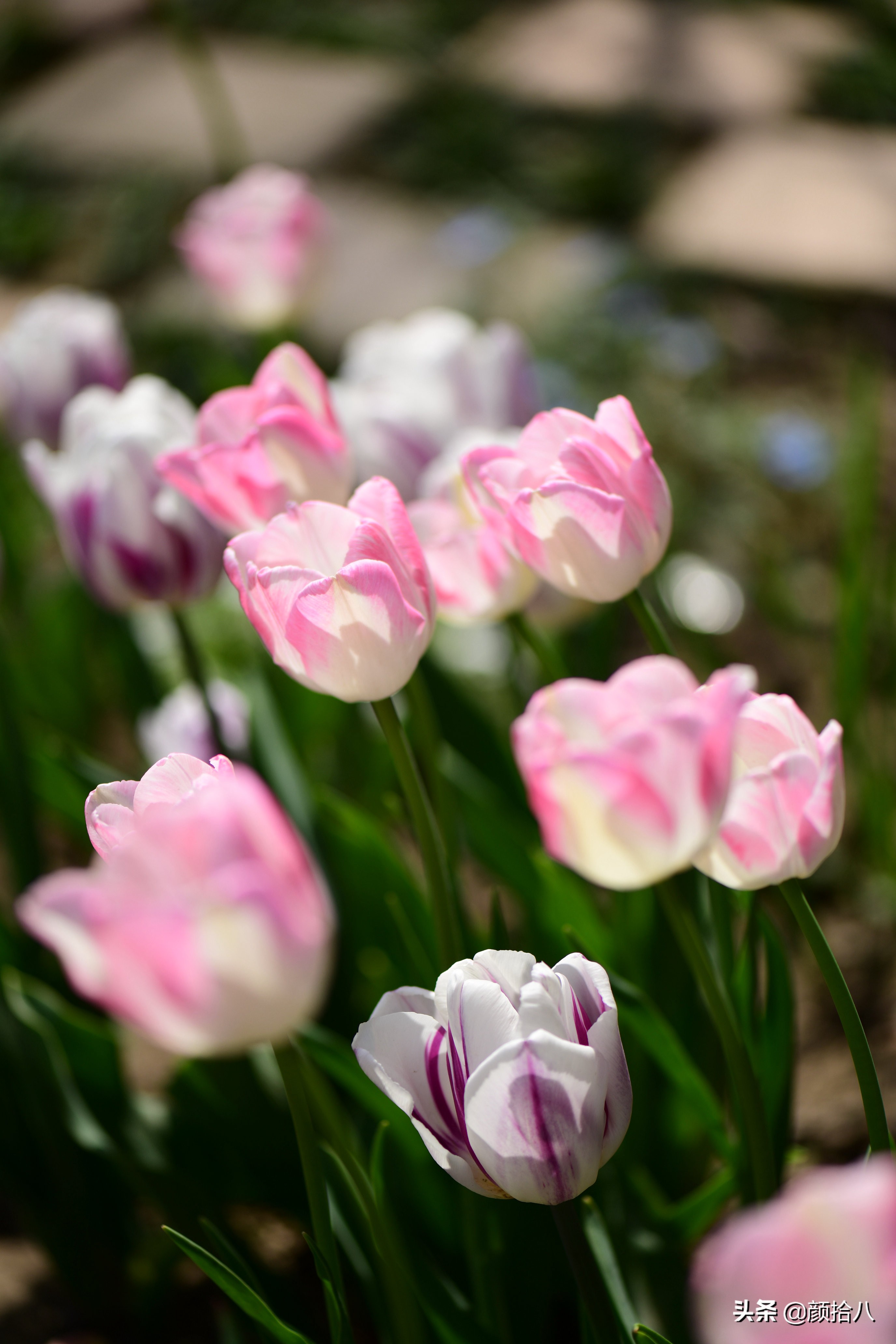 倏然而至的郁金香花季，第一波|园丁