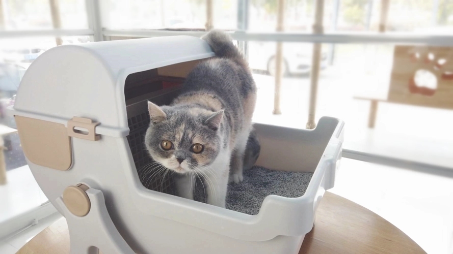 养猫咪养什么品种的猫咪比较好,什么品种的猫咪最好养最温顺的