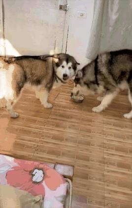 狗狗看见晒的腊肉香肠馋得直跳脚,狗子眼红主人吃肉