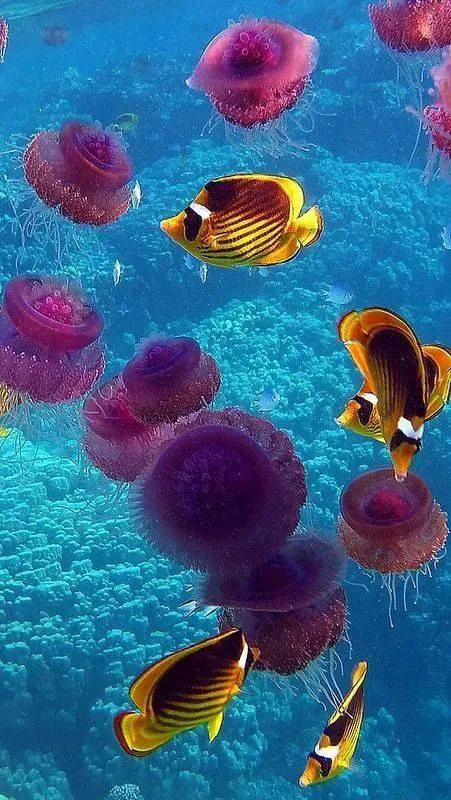 海底奇妙世界图片,海底世界的图片