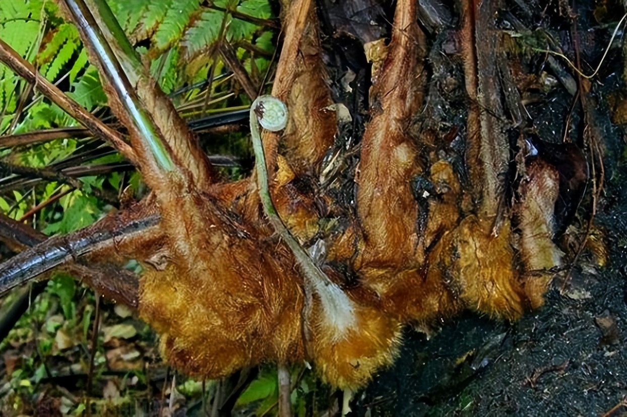 金毛狗蕨真的可以止血吗,金毛狗脊的毛能止血吗