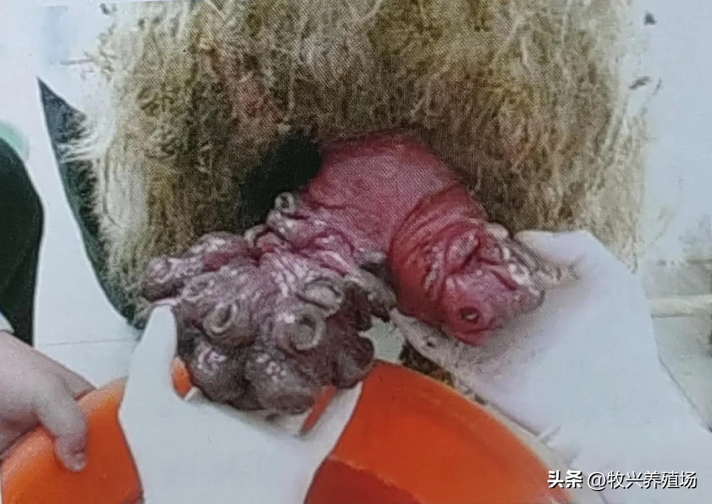 母羊受孕早影响后期成长,母羊分娩的注意事项