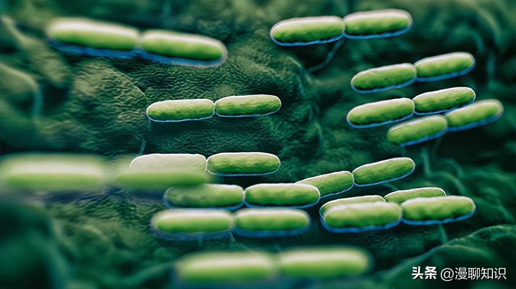 抑制幽门螺旋杆菌的乳酸菌,抑制幽门螺杆菌的乳酸菌