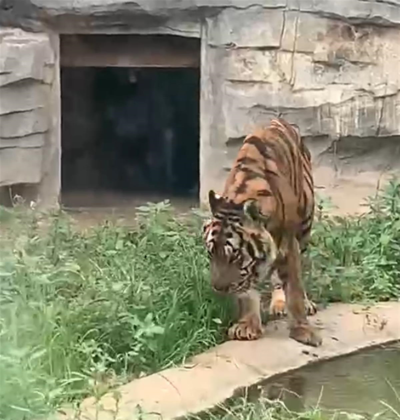 广州动物园老虎骨瘦如柴,动物园老虎骨瘦如柴