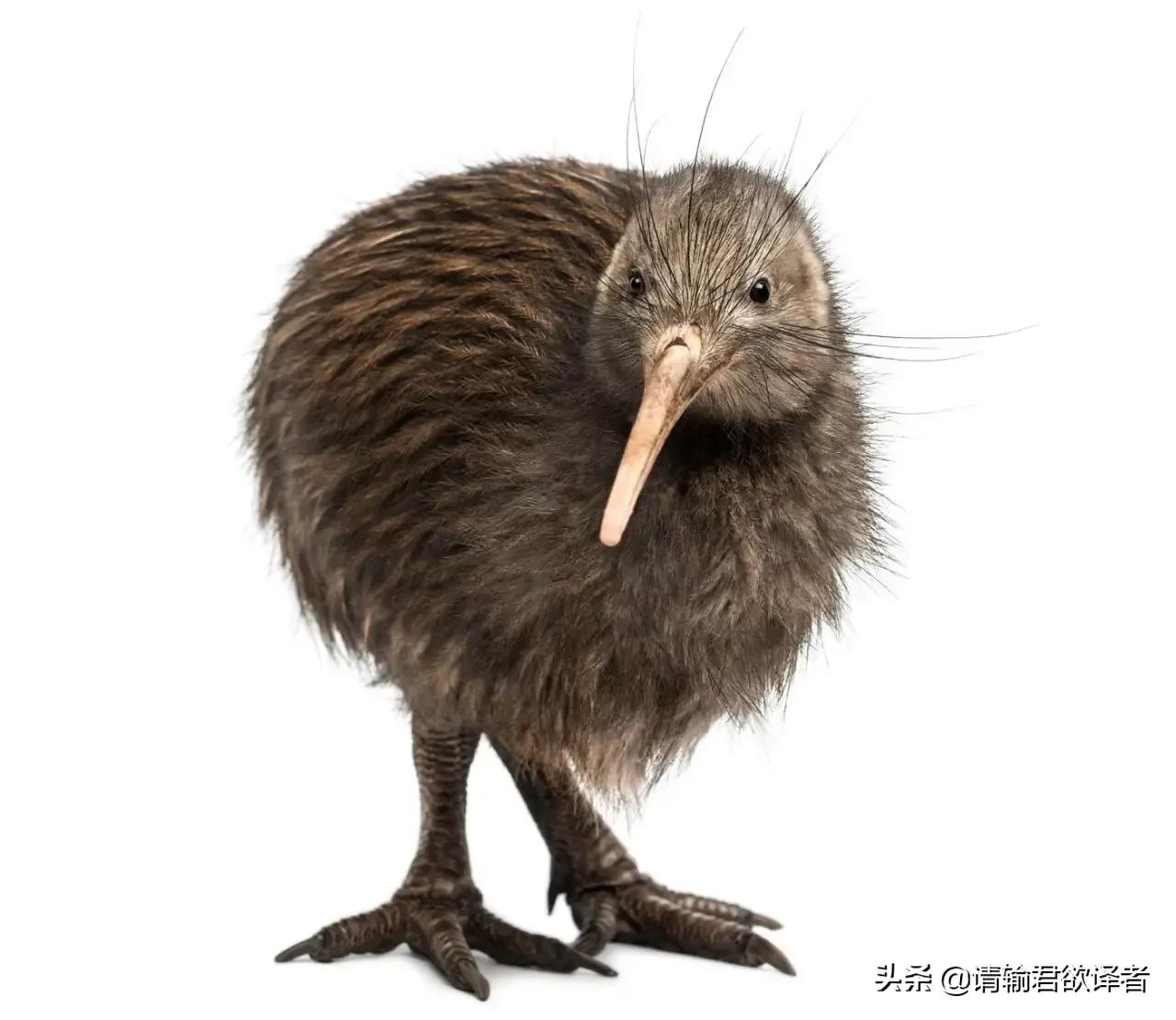 海底知识大全关于动物和植物,我们了解到了很多动物的知识