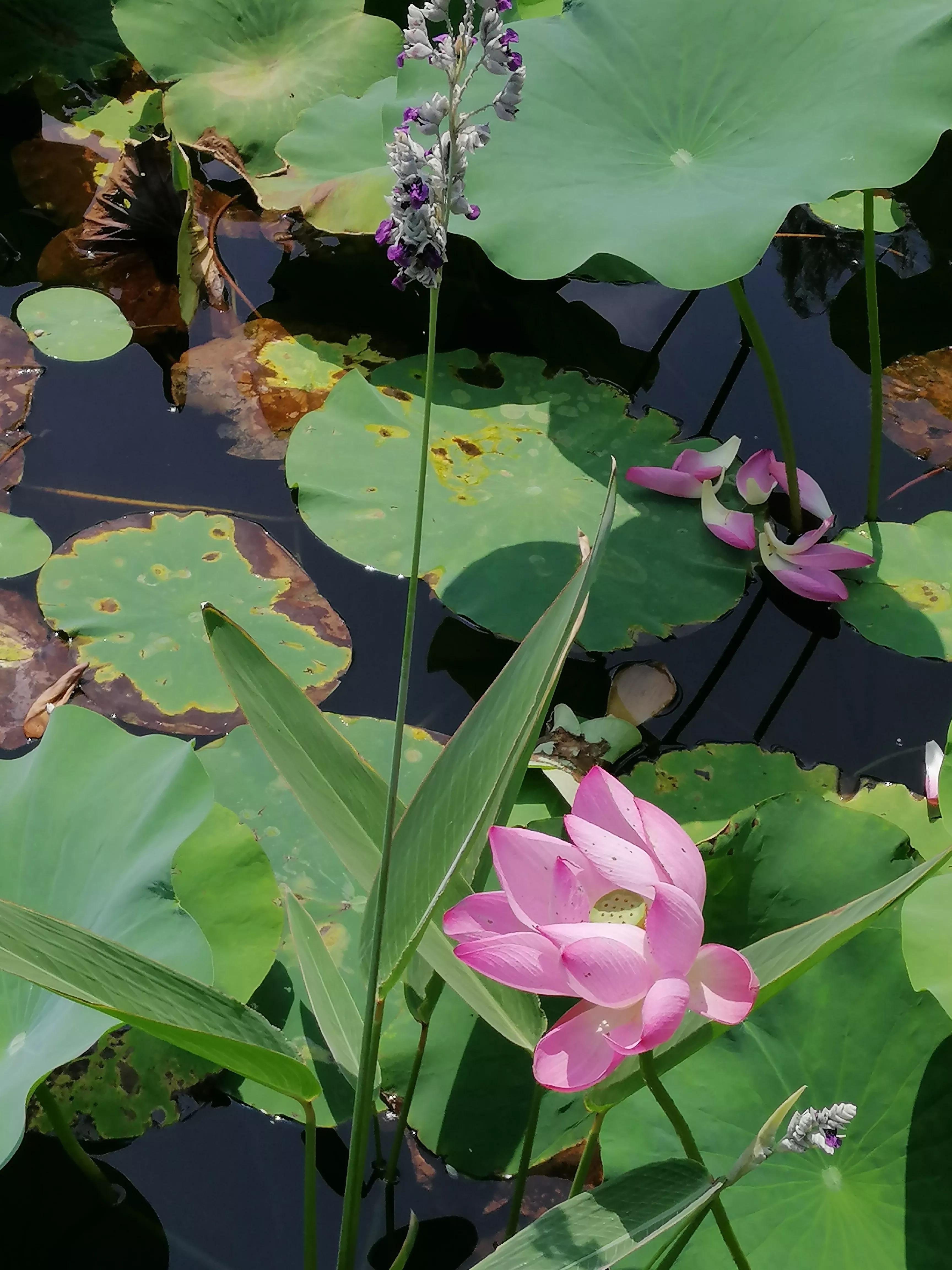 梅西的好词好句,梅西的好