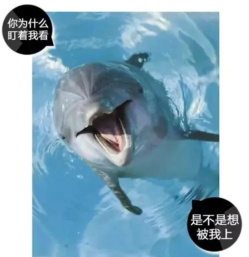 动物交,配时间表,最短0.3秒,最长的竟然是……