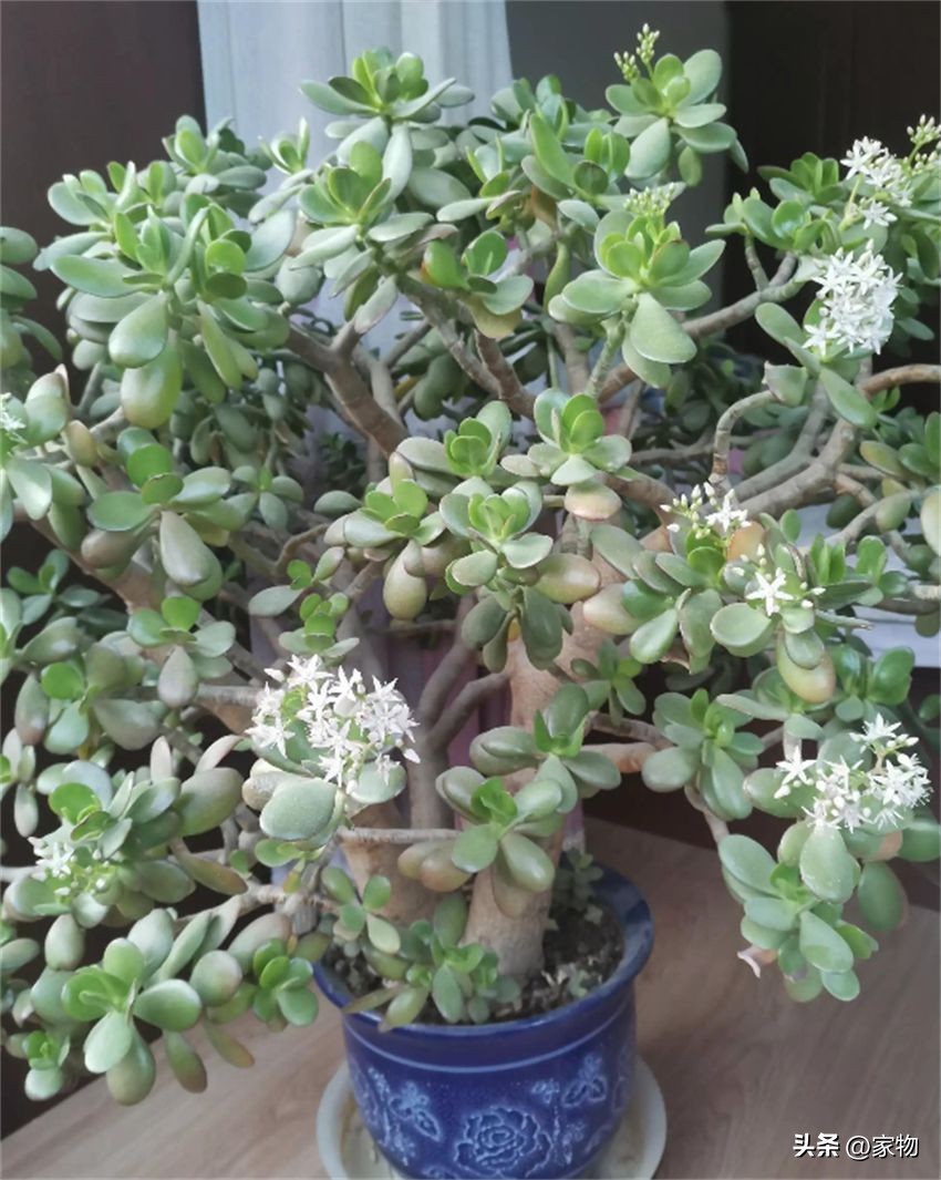 客厅放绿植好养吗,客厅放绿植有什么忌讳