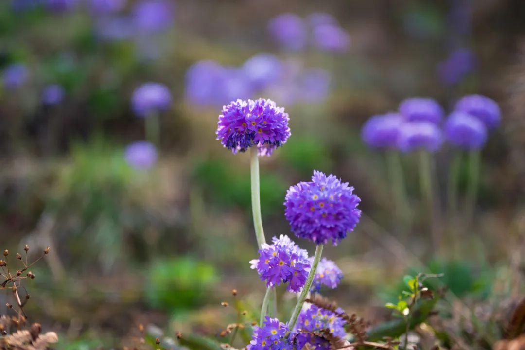 有一种云南的生活叫腾冲,腾冲旅行云南新攻略来袭