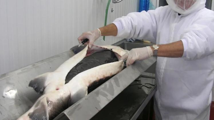 湖北大叔鱼肚中发现“黑黄金”，一条鱼卖600万！三年赚两亿