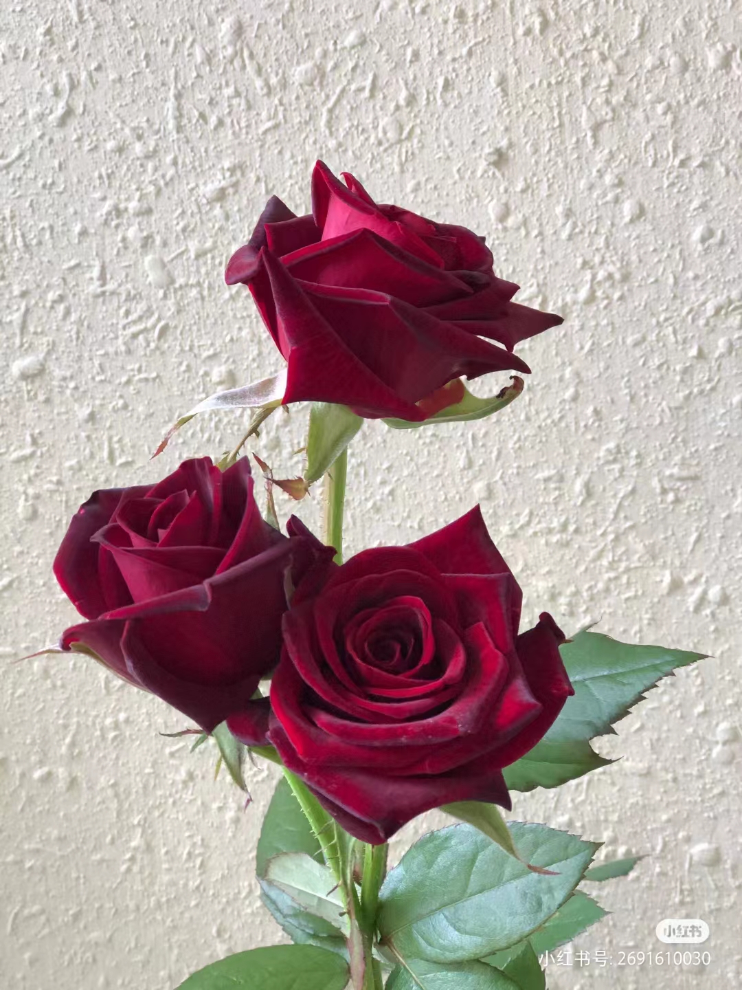 亚伯拉罕月季品种优缺点,爬藤月季品种的优缺点