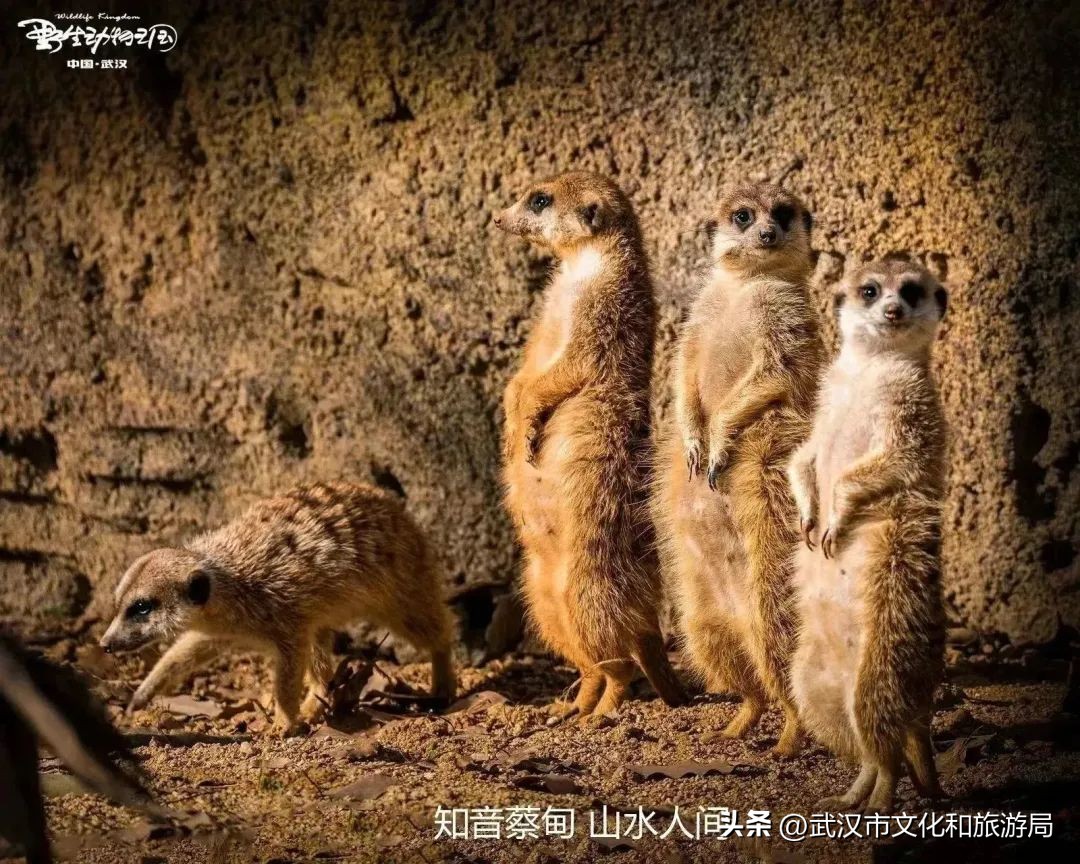 又红又大的草莓欢迎采摘,最近的草莓采摘在哪里