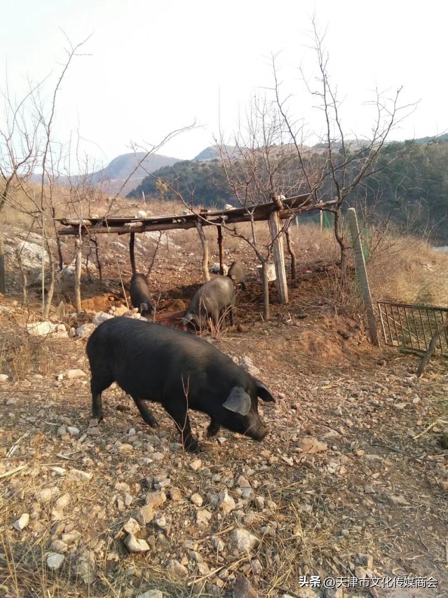 打造农特产品线上销售平台,蓟州农产品销售平台