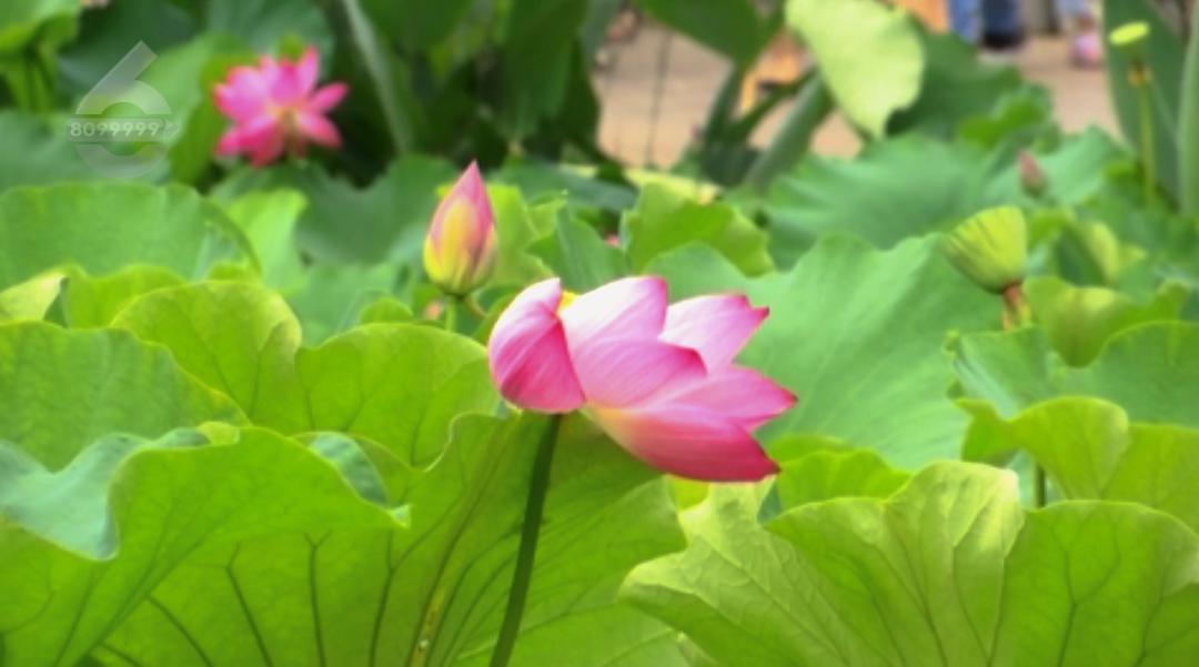 美食走四方之吃遍云南,吃遍昆明地道美食