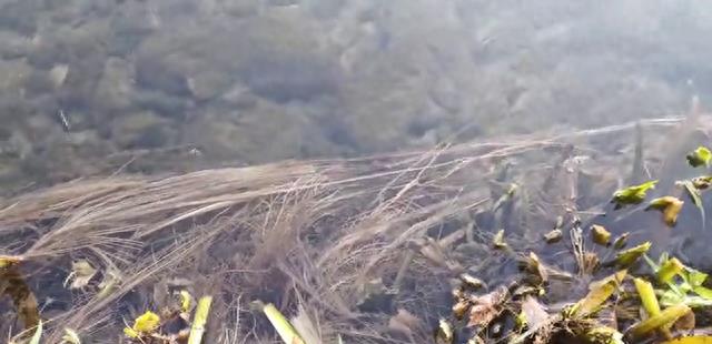 神奇巨龟现身水中,神奇动物在水里出现