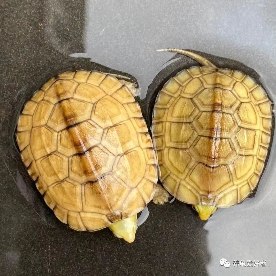 你家的乌龟养了几年,你家的乌龟要冬眠了吗