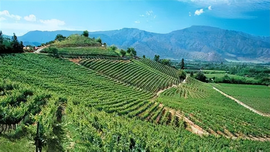 法国红酒与智利红酒的区别,智利红酒最好的是哪种