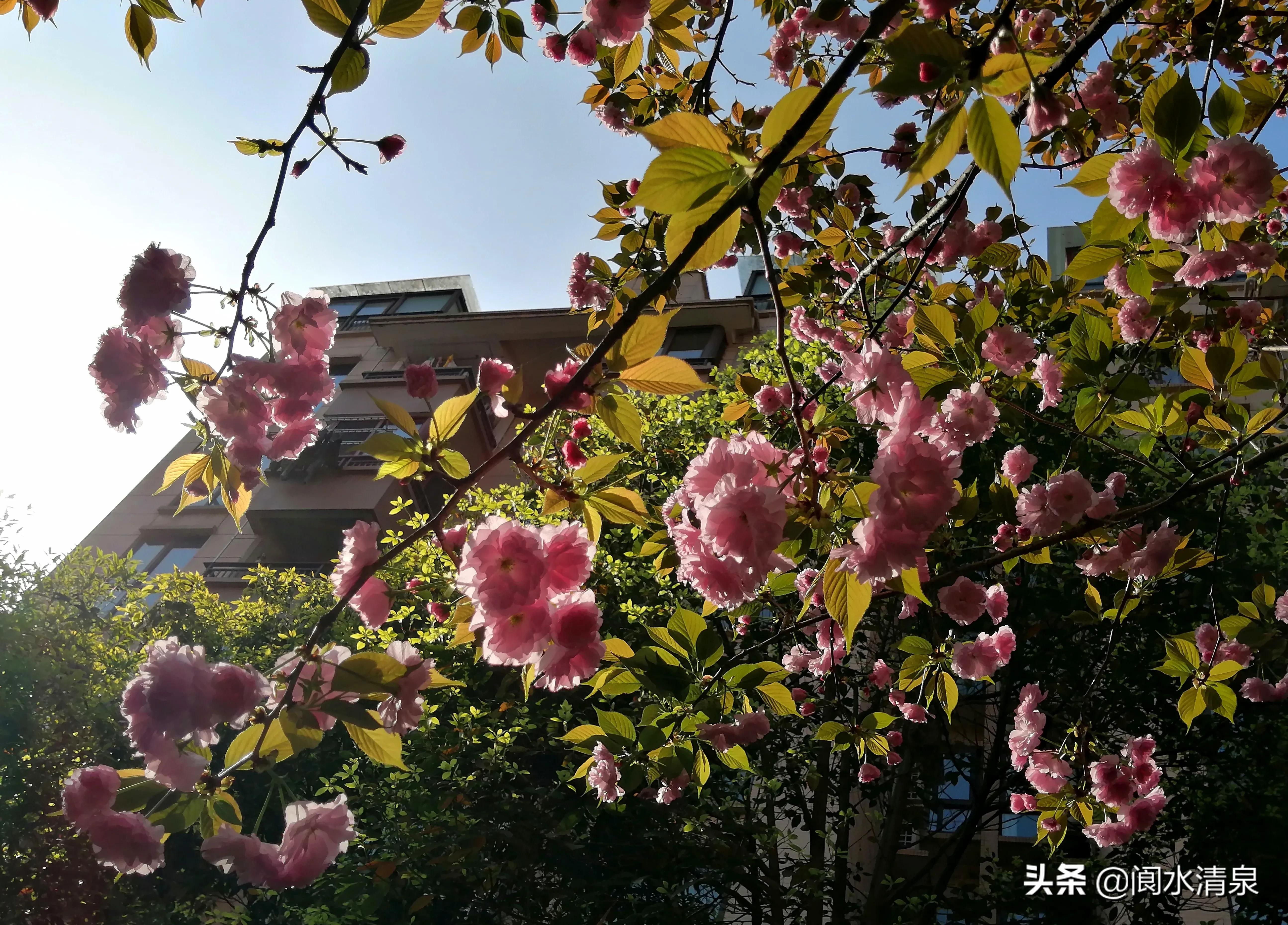 举目望樱花，一朵一朵笑语盈盈腾云来