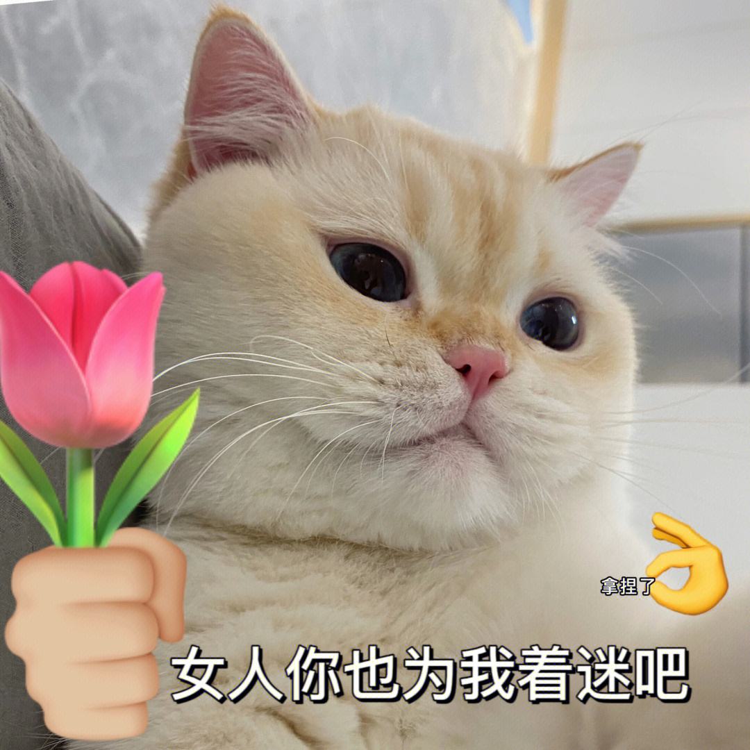 养猫咪最应该养什么猫,养猫首选这5种猫不仅忠诚还好养