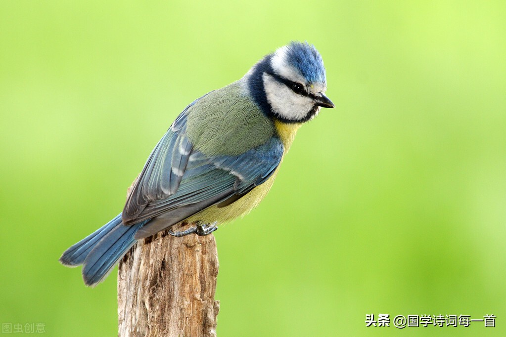 花字飞花令诗句大全1000句,蓝飞花令
