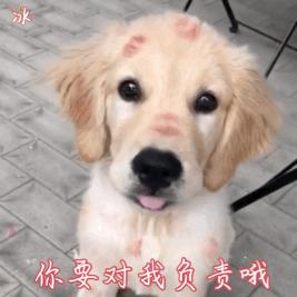 养金毛的注意事项,金毛幼犬刚到家的注意事项