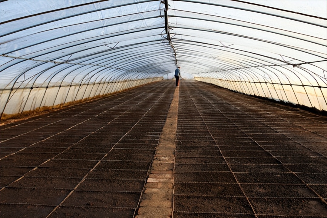 黑龙江水稻返青期管理,水稻秧苗冷害