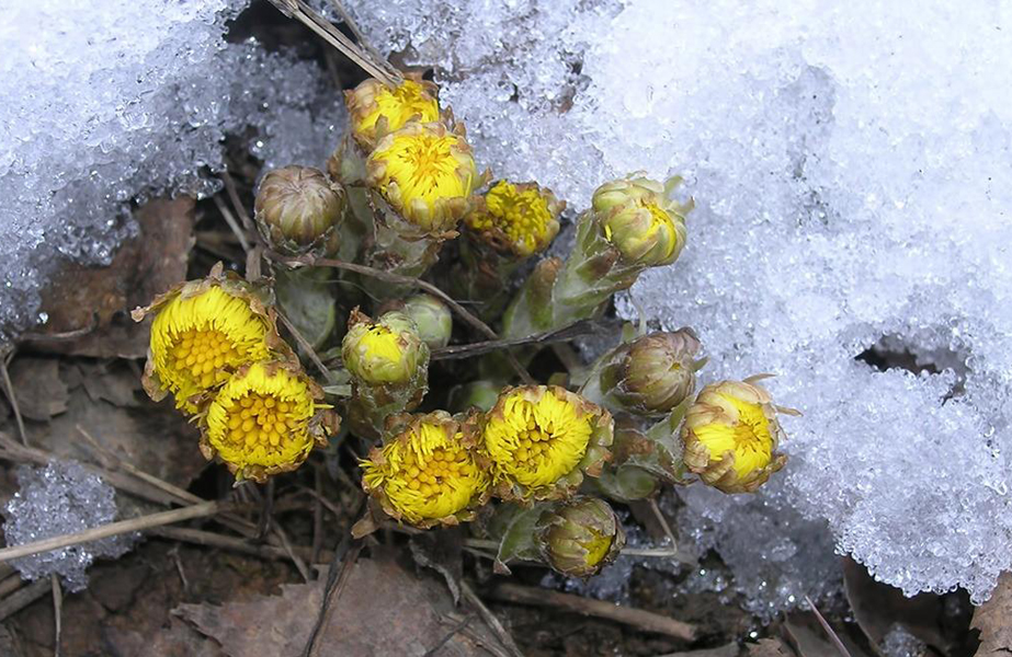 2022年春天是倒春寒吗,2023年春季冷不冷