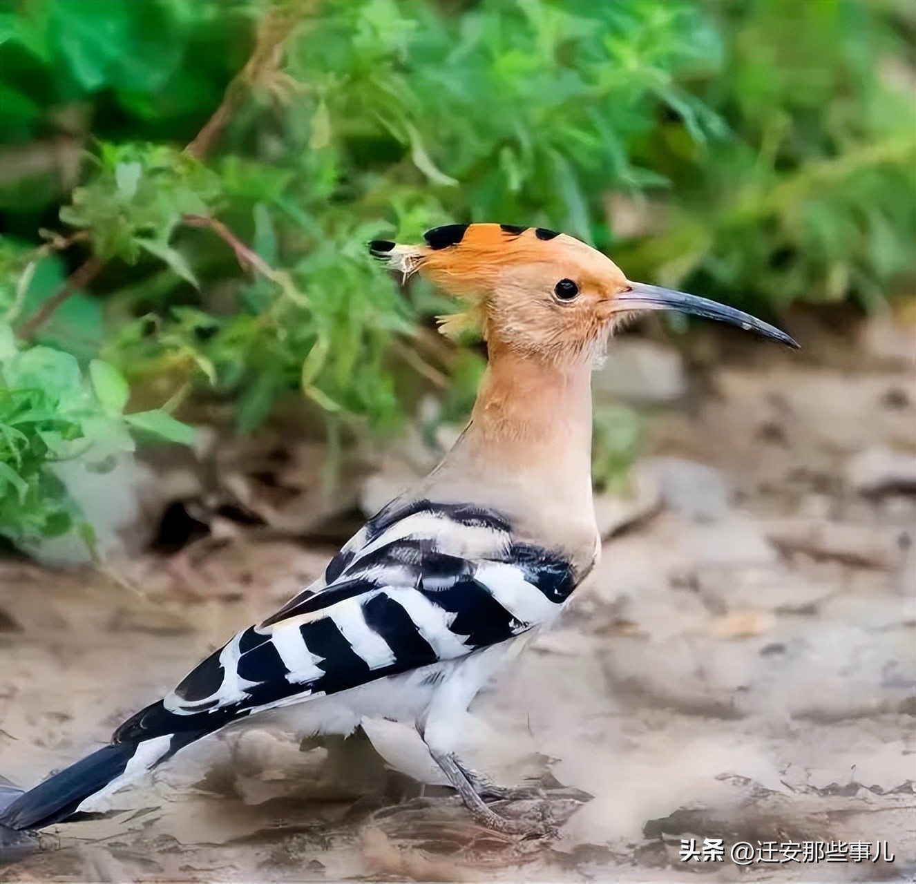 羡慕了！迁安69岁“休闲人”的丰富人生
