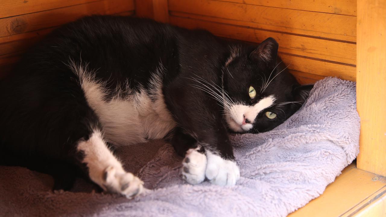 波兰一流浪猫成5星旅游景点,一只流浪的大肥猫