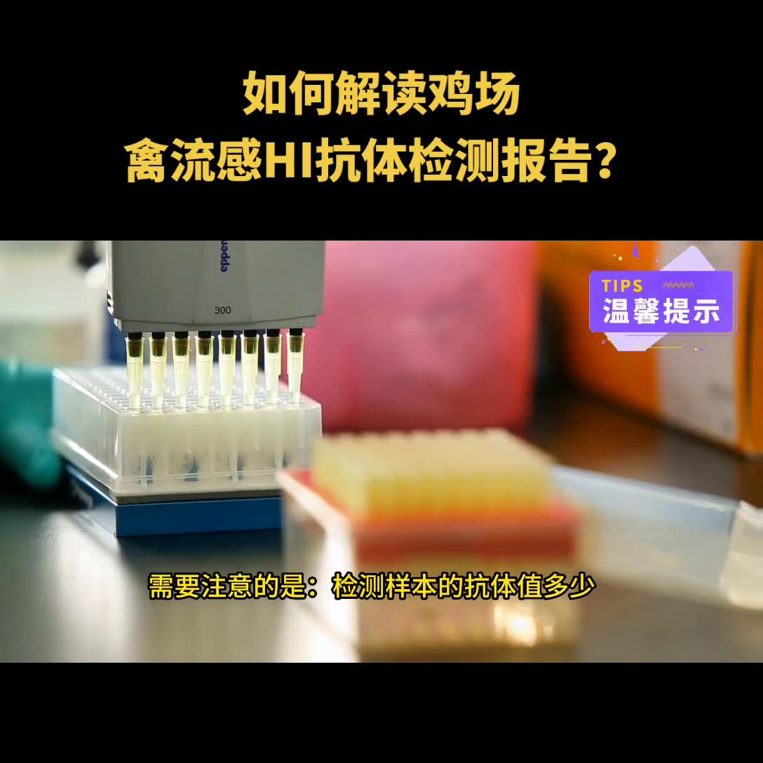 养殖场免疫监测,蛋鸡打禽流感疫苗几天有抗体