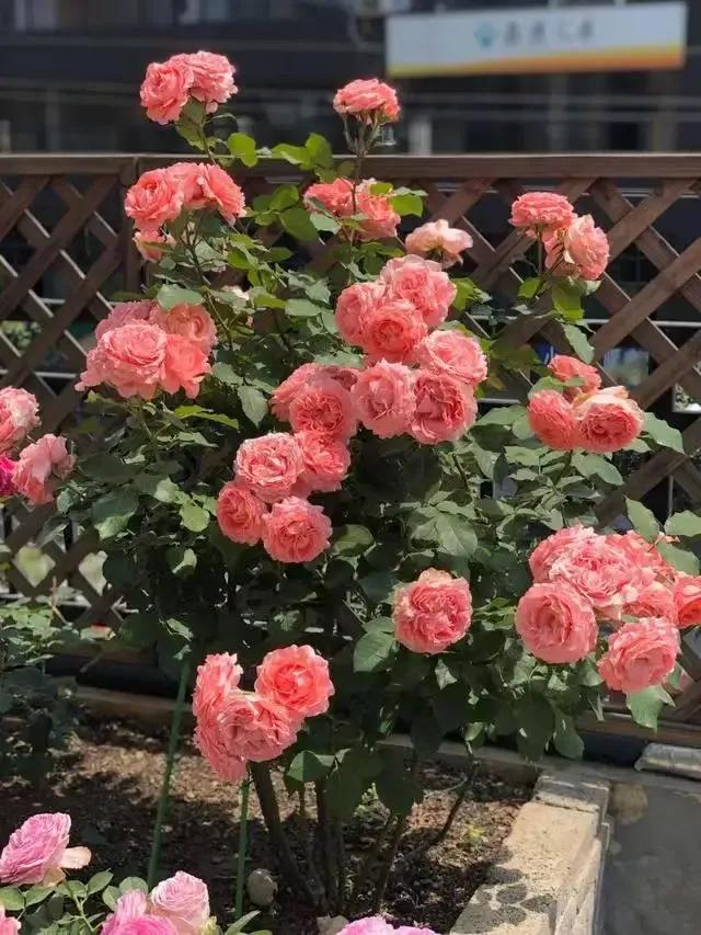 珊瑚果冻月季优缺点,珊瑚果冻月季图片