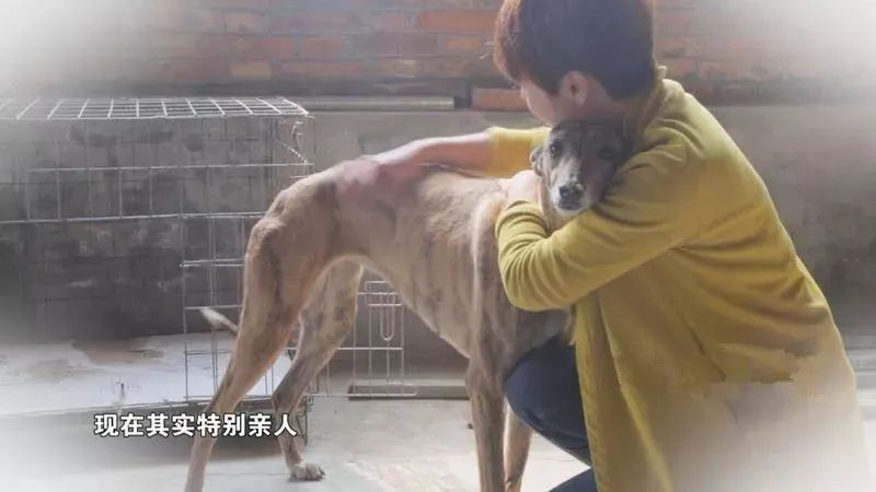 天津母女两代人救狗，500多毛孩子陷入断粮，剁白菜蒸玉米面充饥