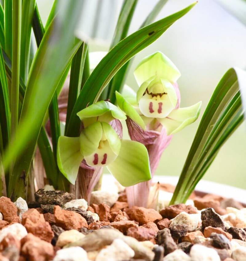 兰花老苗开花后第二年还能开花,兰花长期不分株