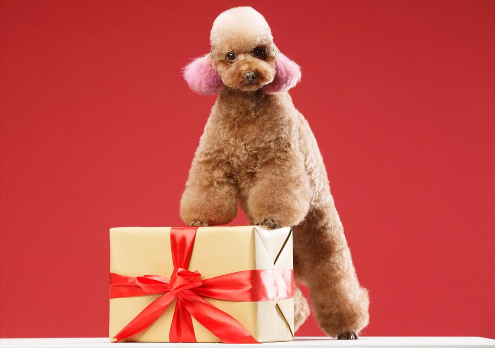 铲屎官有多宠宠物,铲屎官宠爱狗狗