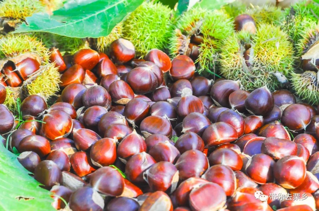 迁西板栗全球认养,迁西县板栗树