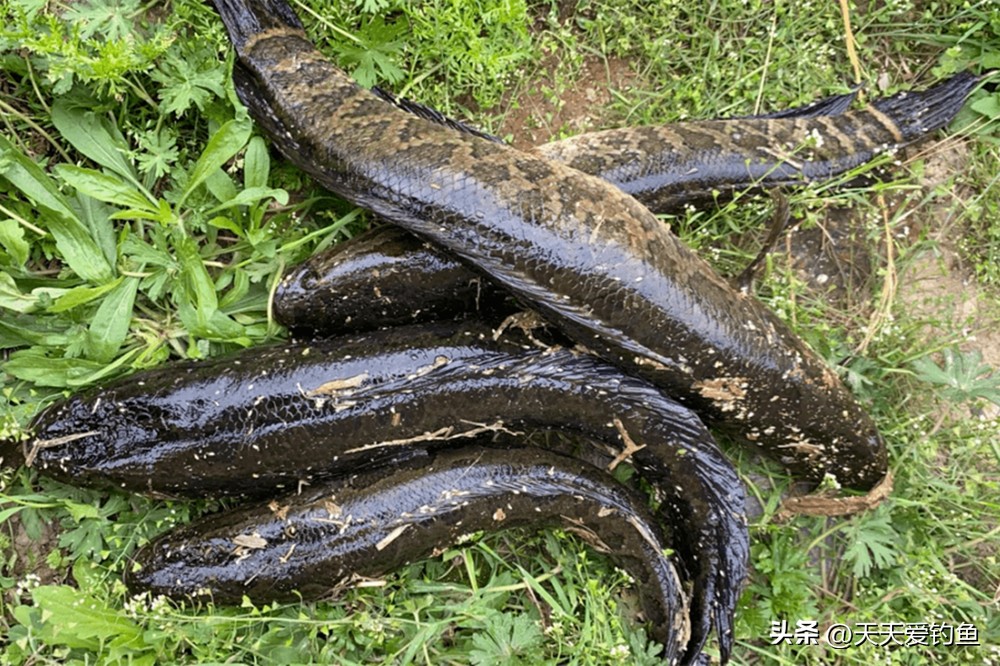 钓黑鱼的方法与技巧不用路亚,野钓黑鱼怎么选择钓位最好