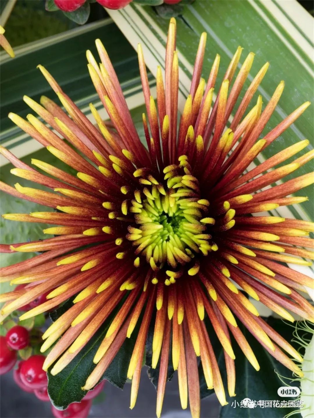 中国菊花品种现状,我国菊花行业近几年市场规模分析