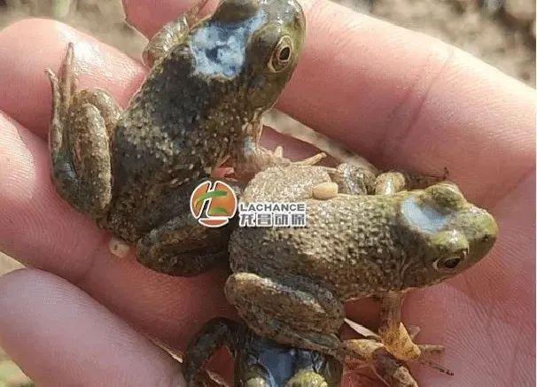 牛蛙烂皮是什么引起的,牛蛙烂头烂脚是什么原因