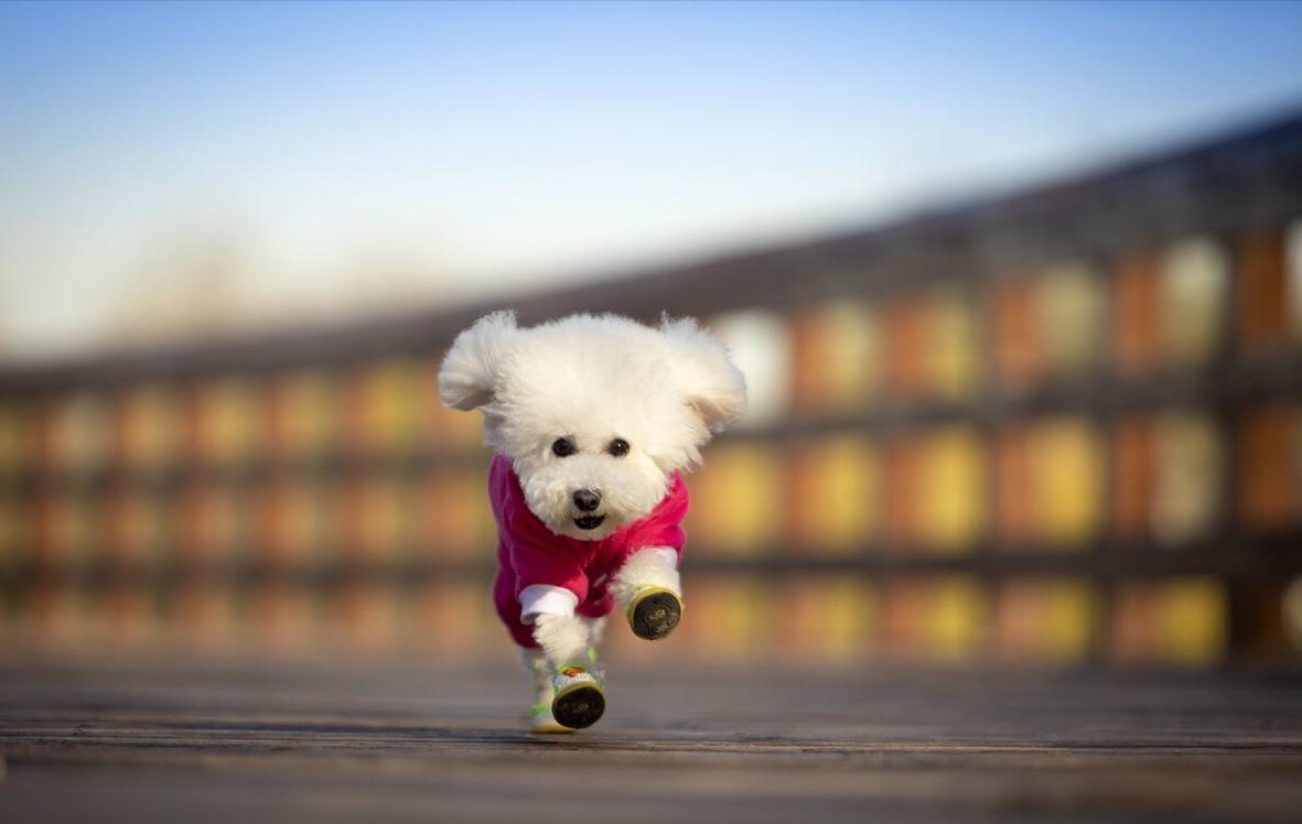 铲屎官有多宠宠物,铲屎官宠爱狗狗