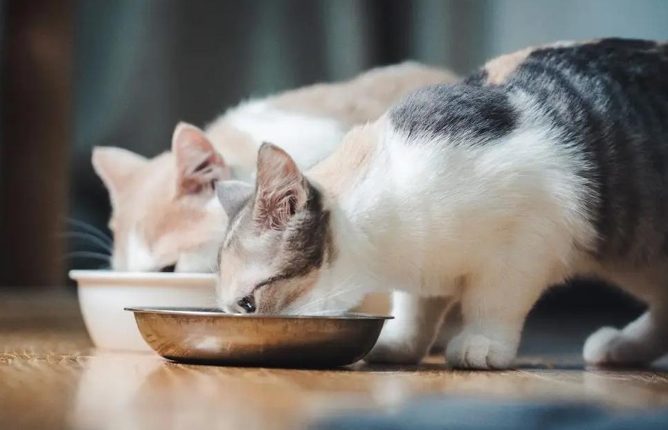 猫咪拉肚子了该如何治,猫咪拉肚子了该怎么办