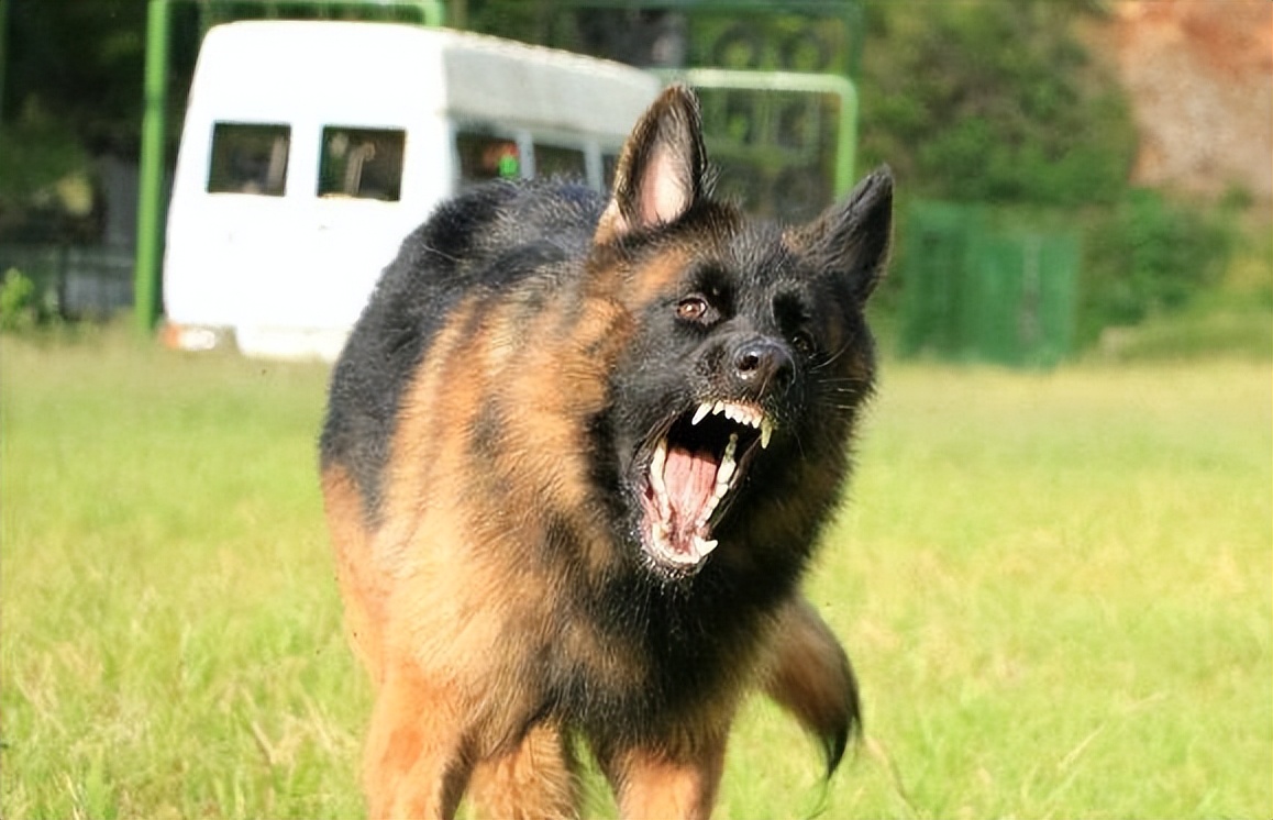 为什么德牧不适合家养,为什么德牧犬不看家护院