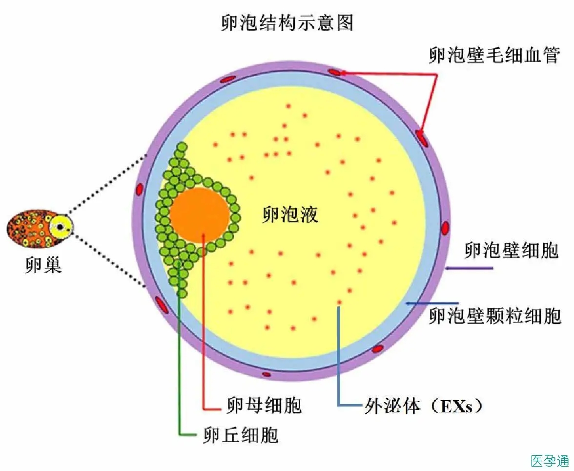 没有受精成功的卵子最后怎么样了,没受孕成功的精子最终去哪