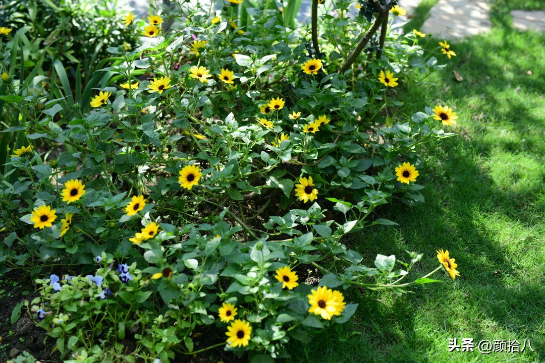 光辉岁月向日葵单朵花能开多少天,光辉岁月向日葵开花效果