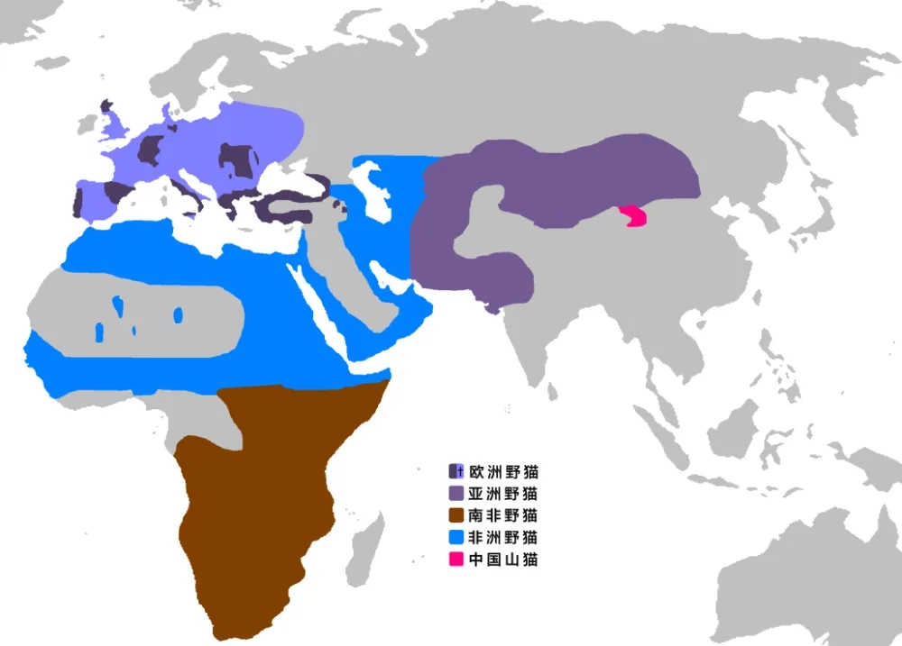 老虎豹子都会洗澡为什么猫不会,老虎是猫科动物那么老虎会爬树吗